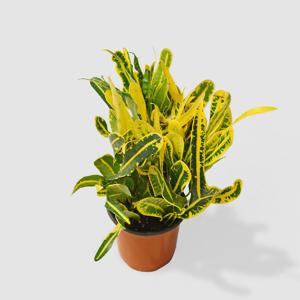 바나나 크로톤 싱그러운 소형 식물 모종