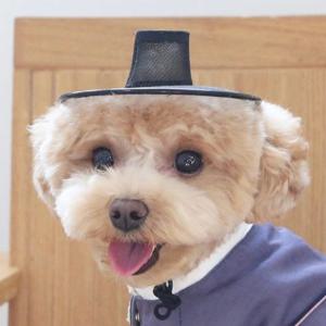 강아지 갓 한복 악세사리 M,L
