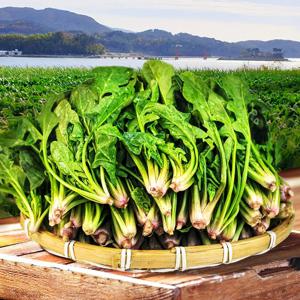 국내산 산지직송 남해 보물초 시금치 1kg