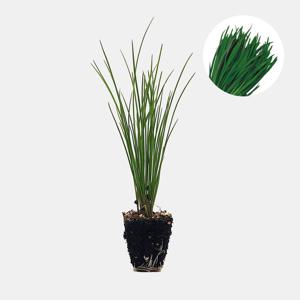 차이나벨트 부추 2개 야채 정구지 모종 텃밭 채소 튼튼한 모종