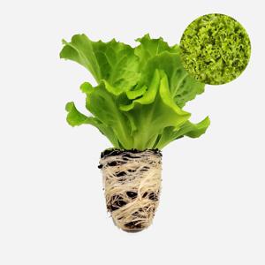 바타비아 오딜리에 1개 유럽 상추 모종 쌈채소 샐러드 텃밭 채소 튼튼한 모종