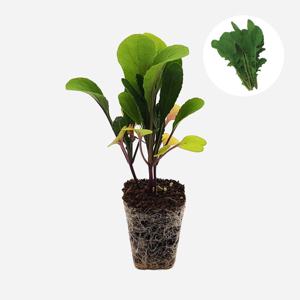 로켓 샐러드 2개 야채 루꼴라 모종 샐러드 쌈 샌드위치 텃밭 채소 튼튼한 모종