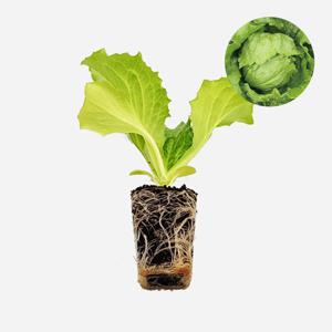 유니온 양상추 2개 상추 모종 쌈채소 샐러드 샌드위치 텃밭 채소 튼튼한 모종