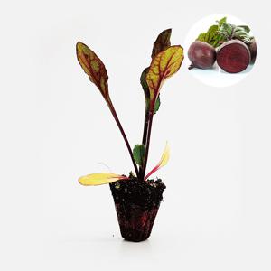 비트 아틀란 2개 야채 모종 샐러드용 노란 비트 텃밭 채소 튼튼한 모종