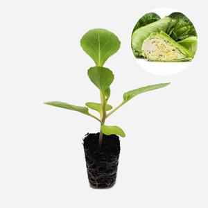 양배추 꼬깔 2개 야채 양배추 모종 텃밭 채소 튼튼한 모종