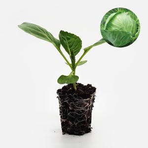 미니양배추 꼬꼬마 2개 야채 양배추 모종 텃밭 채소 튼튼한 모종