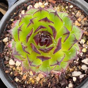 여무신바위솔 9호 번식력 강한 노지월동 가능한 반려식물