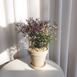 보로니아 피나타 크림토분 13cm + 바오팬더 피규어 랜덤1