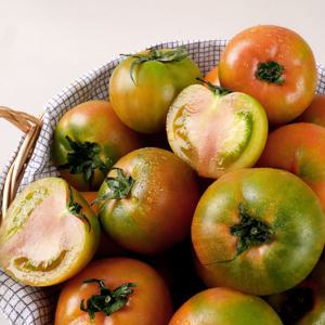 맛좋은 부산 대저 토마토 가정용 못난이로 저렴하게!