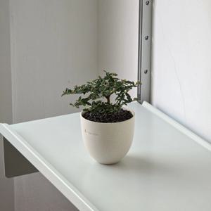 [포토 리뷰 이벤트!] 천황매 봄에 꽃 피는 소형 나무 테이블 선반 플랜테리어 식물