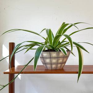 나비란 조란 빈티지팟 인테리어식물 집들이선물