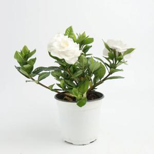 꽃치자나무(중품) 향기로운 꽃나무 묘목