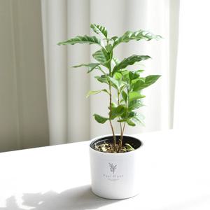 커피나무+화분커버