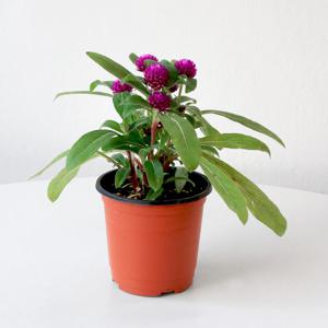 천일홍 소형 야생화 꽃모종 실내공기정화 플랜테리어 반려식물