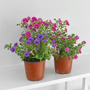 밀리언벨 소형 야생화 꽃모종 칼리브라코아 슈퍼벨 겹꽃