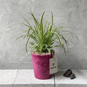 나비란 키우기 늘어지는 잎이 매력적인 공기정화식물 화분 토분 실내용