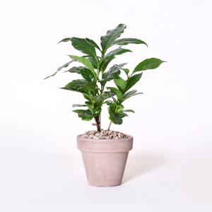 이태리토분 커피나무