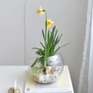 수선화 연못 테라리움 DIY 플랜테리어