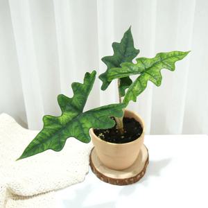 알로카시아 잭클린 희귀 수입식물