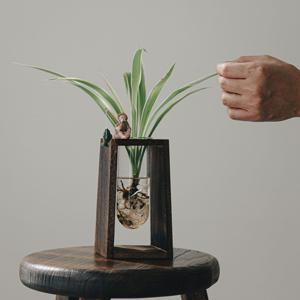 나비란 피셔스테리 수경재배식물 세트 키우기쉬운 거실 인테리어 수경화분