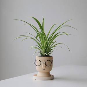 나비란 초록교수님 안경화분 오션 공기정화식물