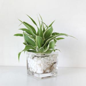 오션 수경재배식물 세트 실내 공기정화식물 무늬접란 나비란