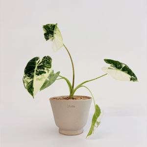 무늬 프라이덱 알로카시아 바리에가타 토분세트