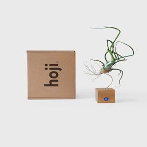 틸란드시아 볼보사 가드닝 키트