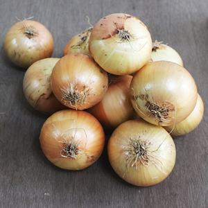 [산지직송] 25년 국내산 햇 양파 10kg / 대용량 아삭단단 상품 선별