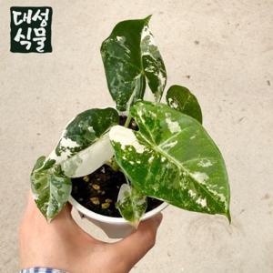 무늬 프라이덱 알로카시아 소품 10cm 공기정화 식물 집들이 개업 선물 플랜테리어