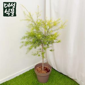 티트리 나무 (H100) 외목대 상록수 실내공기정화 향기로운 피톤치드 플랜테리어