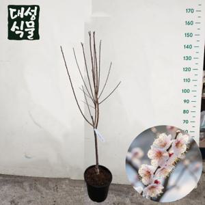 설중매 묘목 3년생 매화나무 꽃매화 금년개화 정원수 조경수 결실주 꽃나무