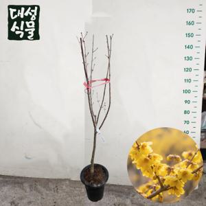 산수유 묘목 3년생 금년개화 정원수 조경수 결실주 꽃나무