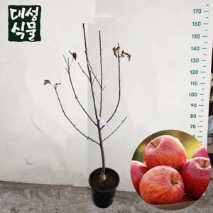 사과 묘목 홍로 3년생 사과 나무 금년결실 과실수 유실수 정원수