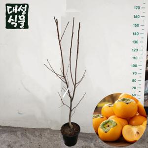 단감나무 묘목 3년생 감나무 금년결실 과실수 유실수 정원수