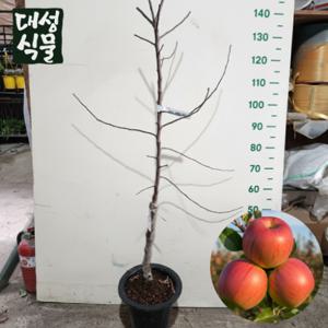 사과나무 묘목 3년생 금년결실 과실수 유실수 정원수 부사 나무