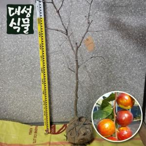 사과대추 묘목 3년생 금년결실 과실수 유실 나무 중품 과일키우기 노지월동가능