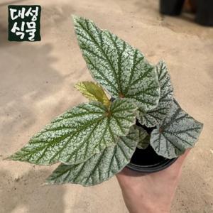 베고니아 돈밀러 (H17) 관엽 반려식물 플랜테리어 공기정화 실내화초