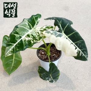 무늬 프라이덱 알로카시아 (H40) 중품 공기정화 식물 집들이 개업 선물 플랜테리어