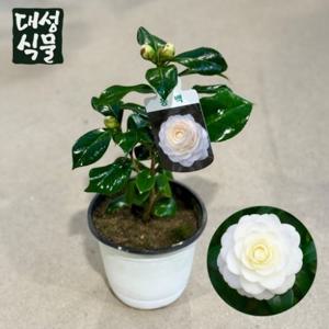 백동백나무 (H40) 동백꽃묘목 겨울꽃 흰꽃 겨울나무 야생화 홈가드닝 동백나무