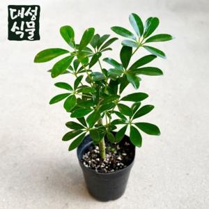 홍콩야자 쉐프렐라 외목대 (H40) 공기정화식물 식물인테리어 개업 집들이 선물
