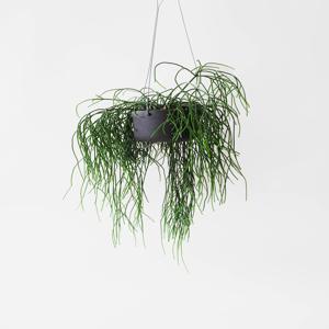 립살리스 레인 키우기 쉬운 행잉식물