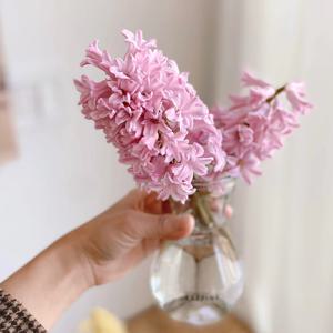 히아신스 수경재배 화병 세트  히야신스 구근