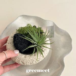 틸란드시아 이오난사 팟 오브제