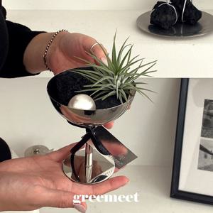 틸란드시아 이오난사 고블렛 오브제