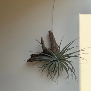 휴스톤 틸란드시아 목부작 행잉식물 공중 공기정화 식물