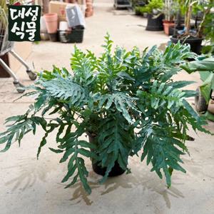 블루스타펀 고사리 (H80) 대품 인테리어식물 대형 공기정화 키우기쉬운