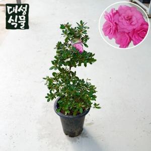 철쭉 (H70) 장미철쭉 중대형 월동 개화식물 아젤리아 블레이즈 야생화 오래가는 정원꽃