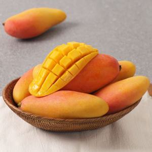 태국 무지개망고 마하차녹 8~12과 선물세트(총 3.3kg 이상)