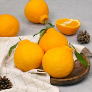 제주 한라봉 10kg(중과, 38~47과 내외)